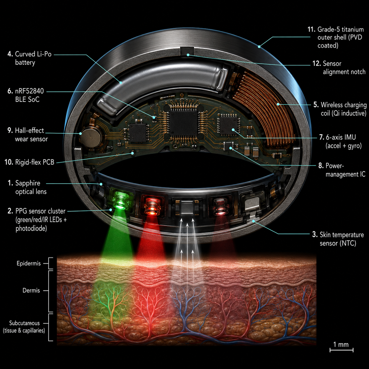 Smart-ring cross-section — refined v2, with corrected photodiode collection arrows, invisible IR LED, and 1mm scale bar